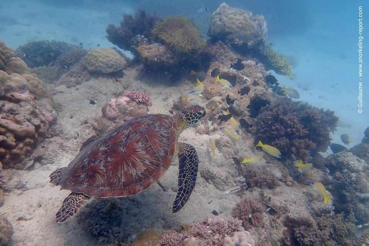 Green sea turtle in Kisite Marine Park