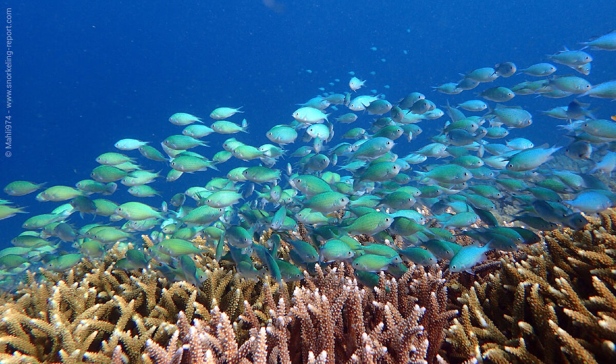 A group of green chomis around branching coral