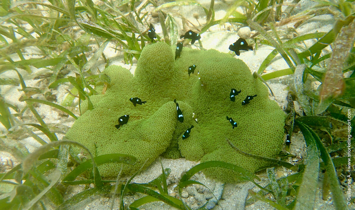 Juvenile threespot dascyllus in sea anemone