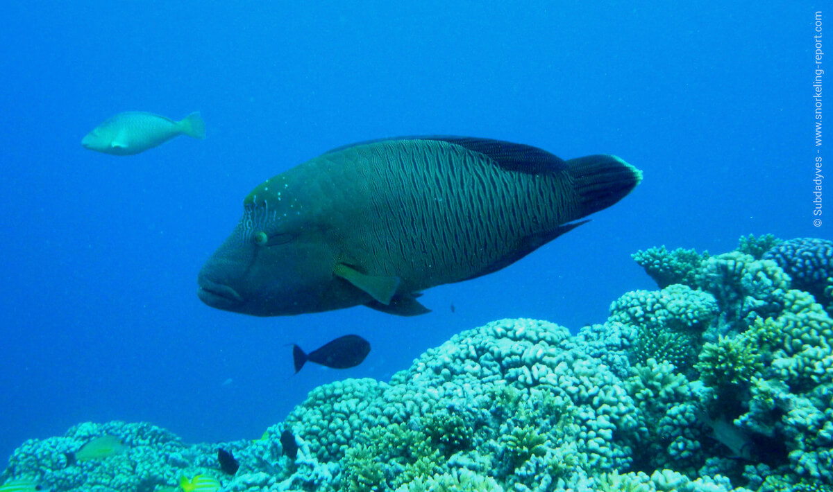 Maori wrasse, or Napoleon