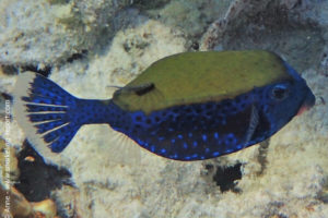 Ostracion cyanurus