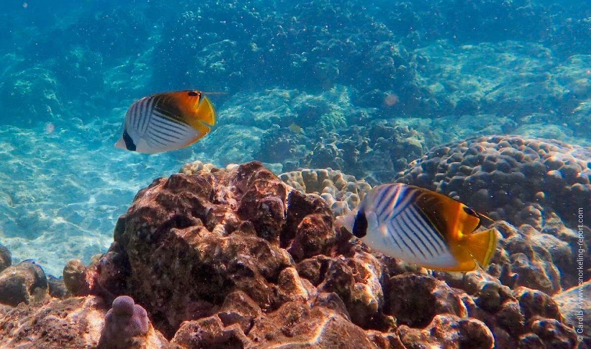 Threadfin butterflyfish in Hawaii