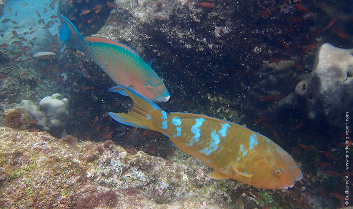 Difference between initial and terminal phase of parrotfish