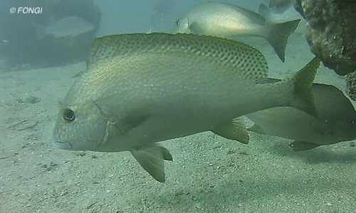 Plectorhinchus flavomaculatus