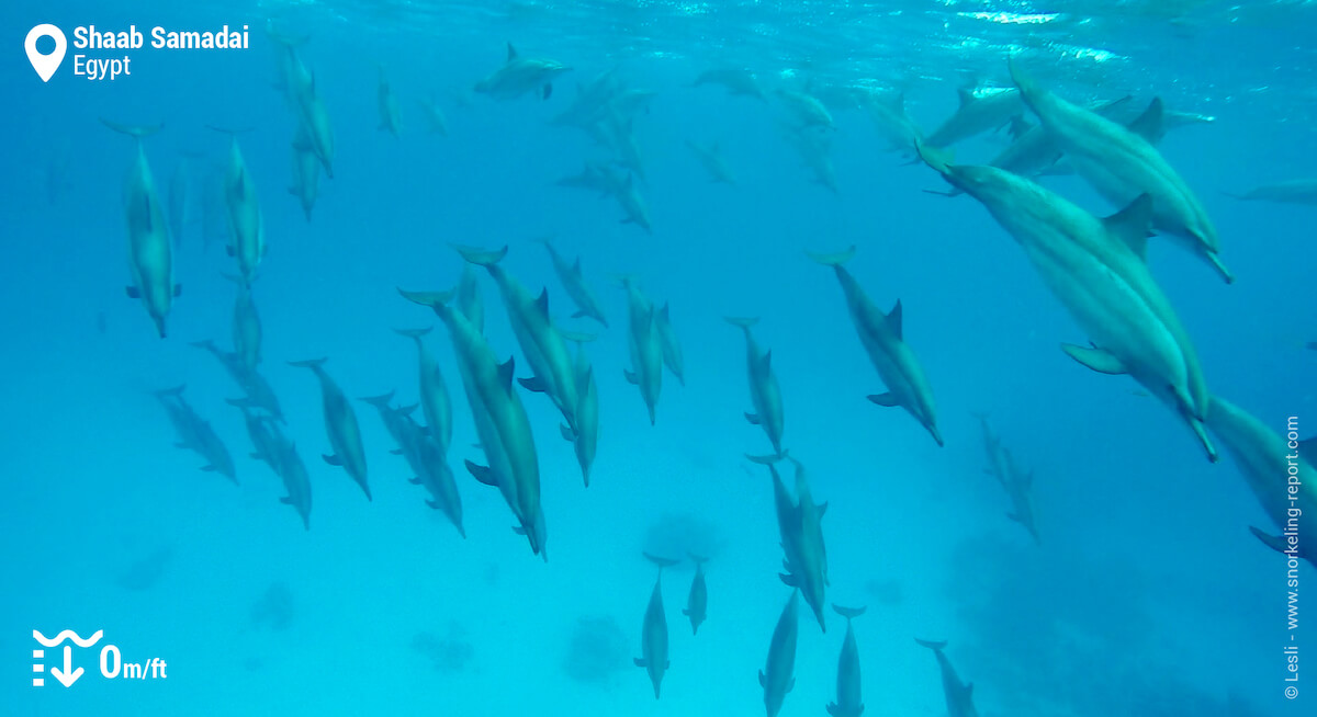 Pod of dolphins at Shaab Samadai