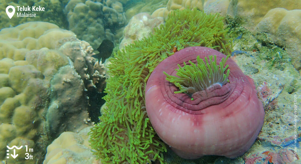 Poisson-clown à trois bandes dans une anémone magnifique