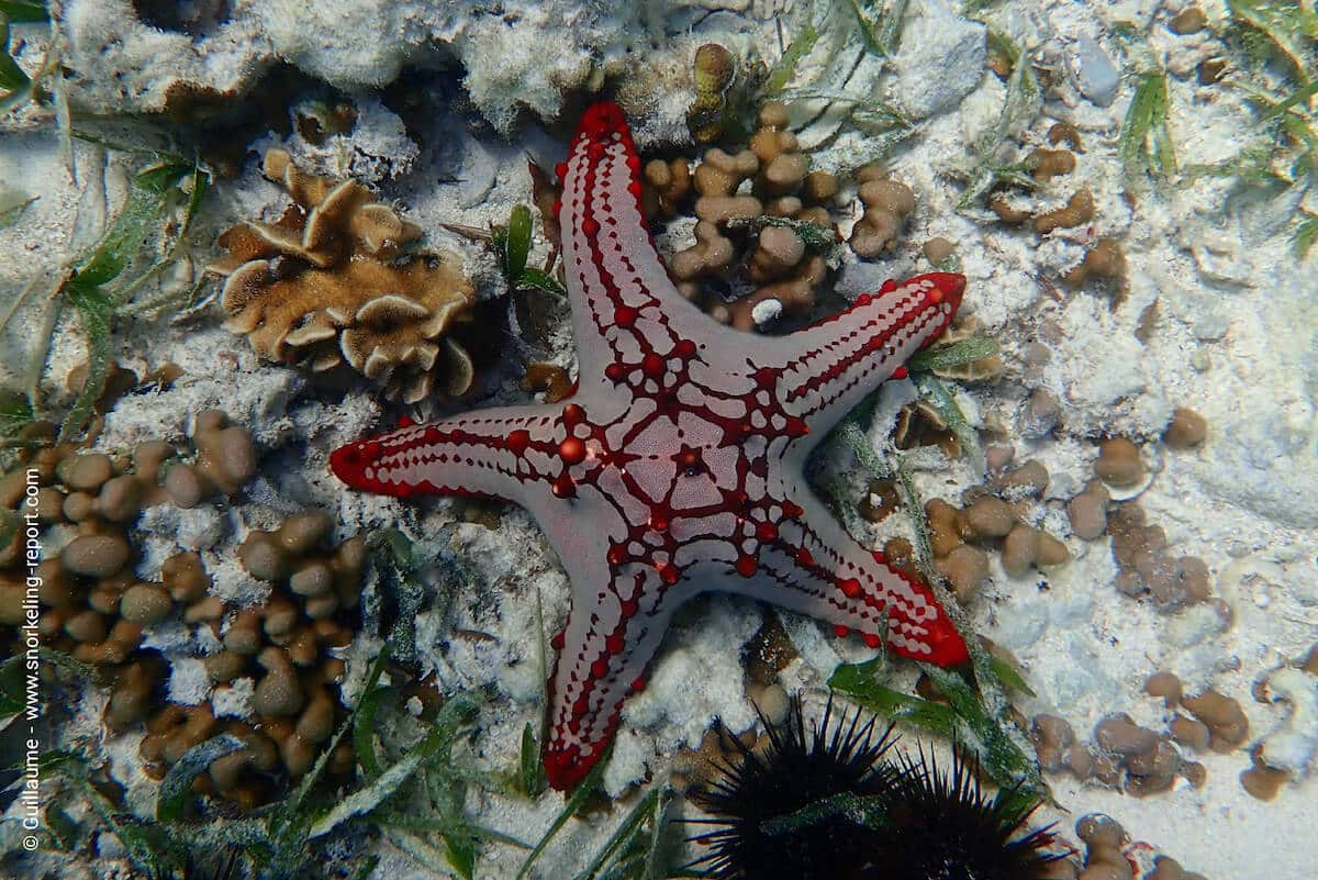 Red-knobbed sea star in Nomad Beach