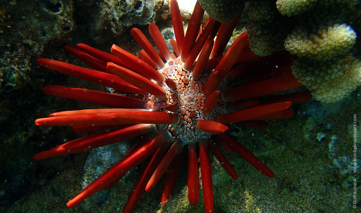 Red pencil urchin in Hawaii