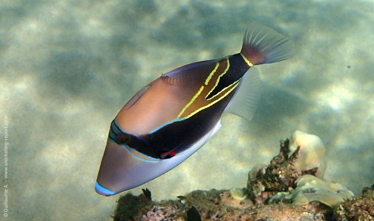 Reef triggerfish - Rhinecanthus aculeatus