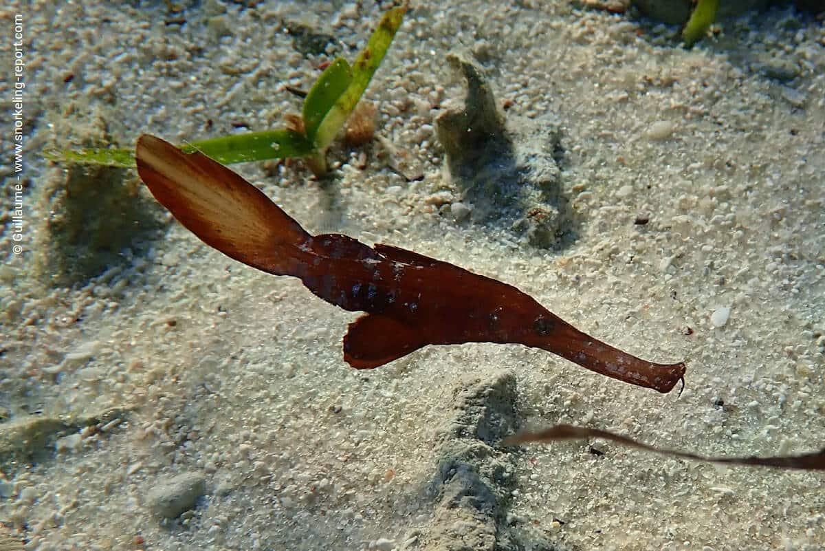 A robust ghost pipefish in Tiwi Beach.