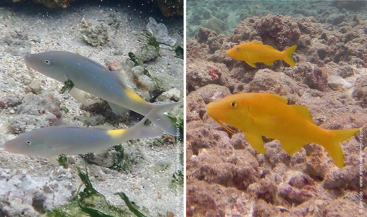 Difference of coloration of the saddle goatfish