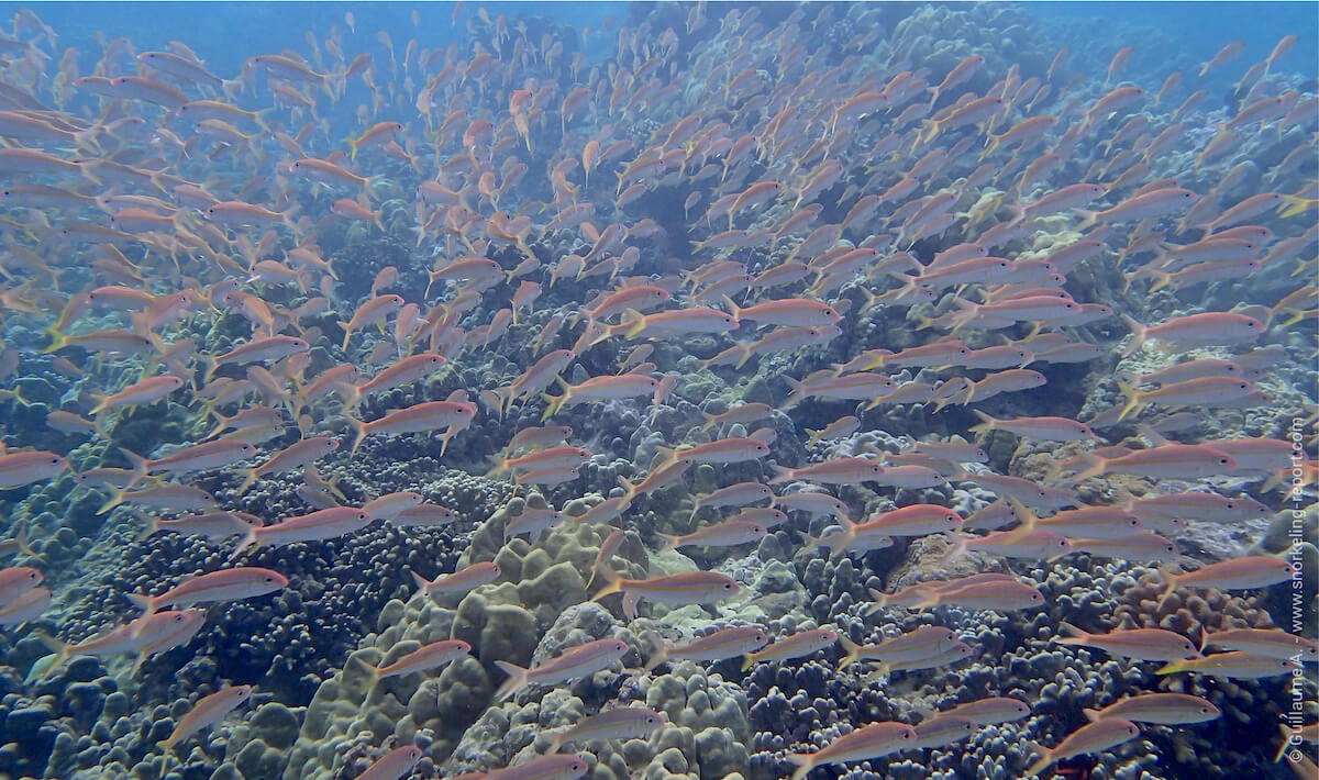 A school of yellowfin goatfish in Hawaii