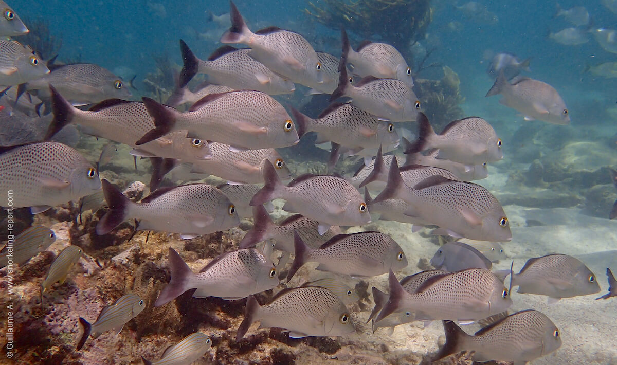 School of sailors grunt