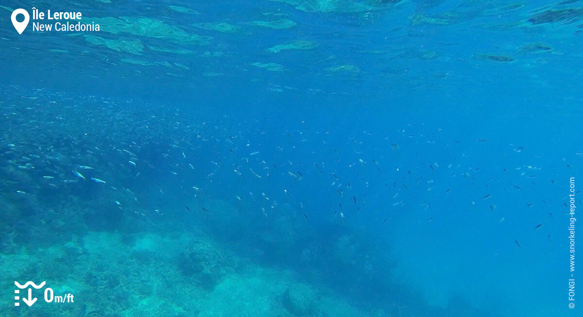 School of silver fish