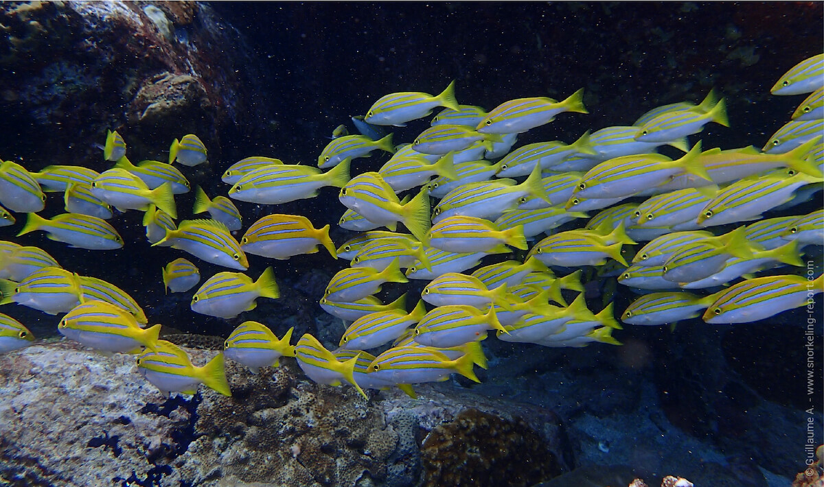 Bengal snappers shoaling at Coco Island, Seychelles