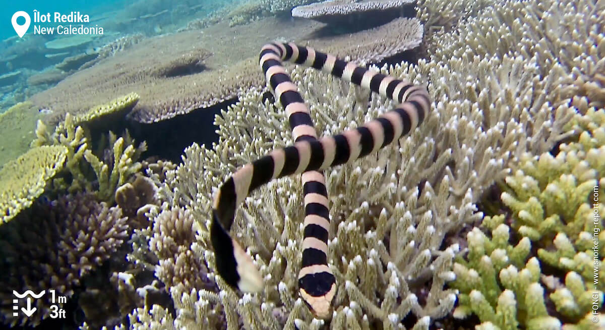 Sea snake in New Caledonia