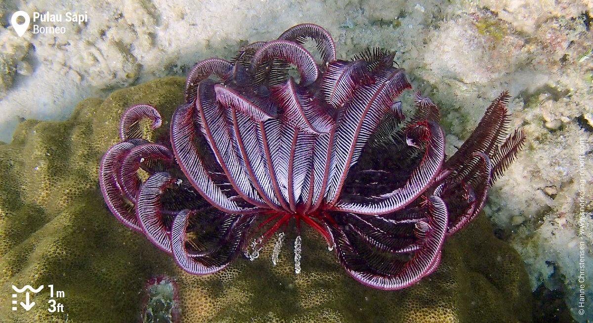 Crinoid in Pulau Sapi