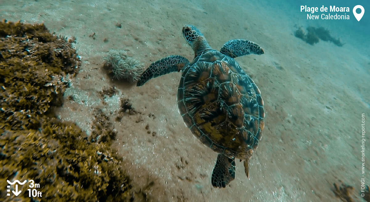 Green sea turtle at reef