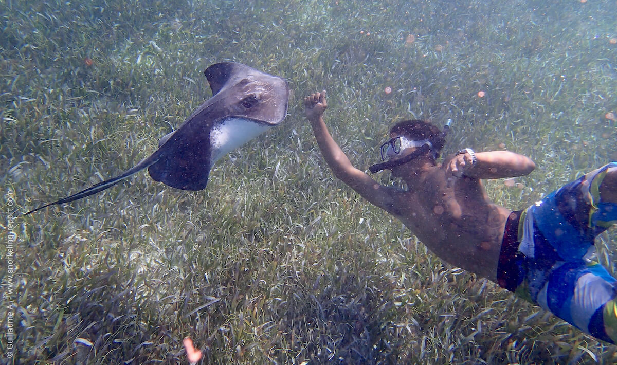 A snorkeler interacts with a Southern stingray in Belize