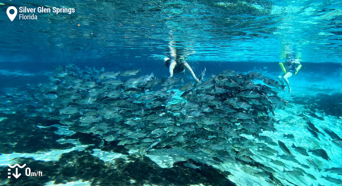 Snorkeler observing a school of bass in Silver Glen Springs