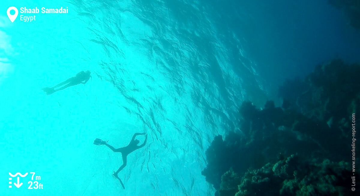 Snorkelers at Shaab Samadai reef drop off