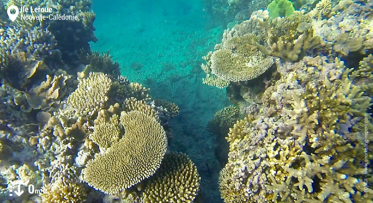 Récif corallien à l'île Leroue