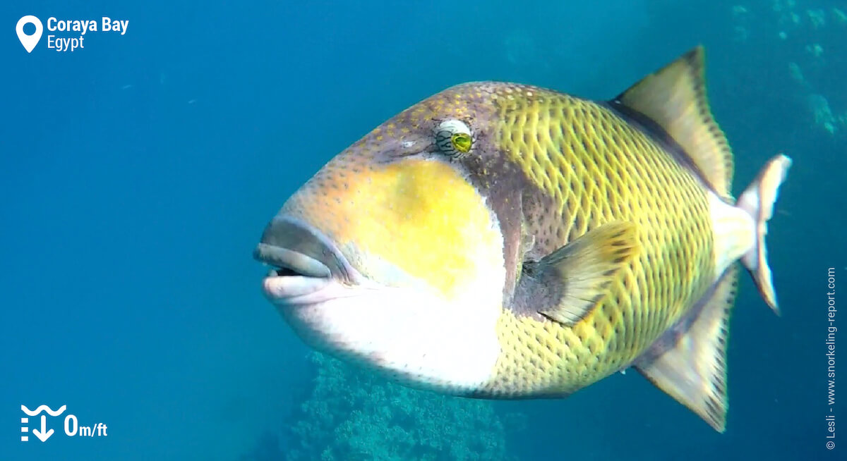 Titan triggerfish in Coraya Bay