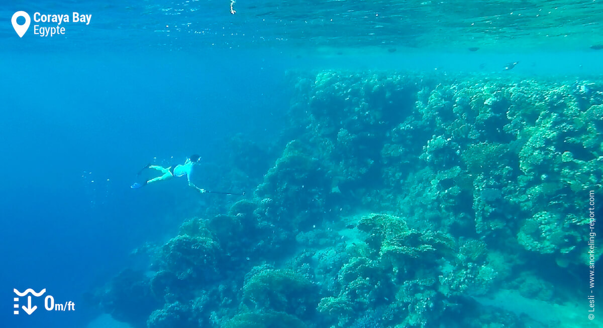 Snorkeling sur le tombant récifal de Coraya Bay