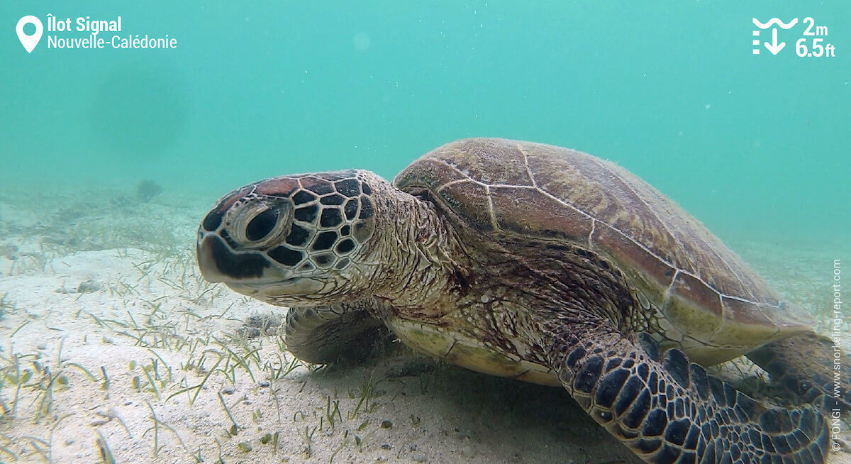 Une tortue verte dans les herbiers marins de l'Îlot Signal