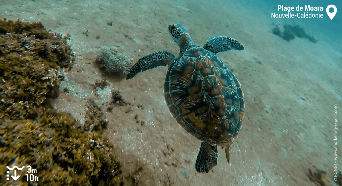 Tortue verte à la plage de Moara