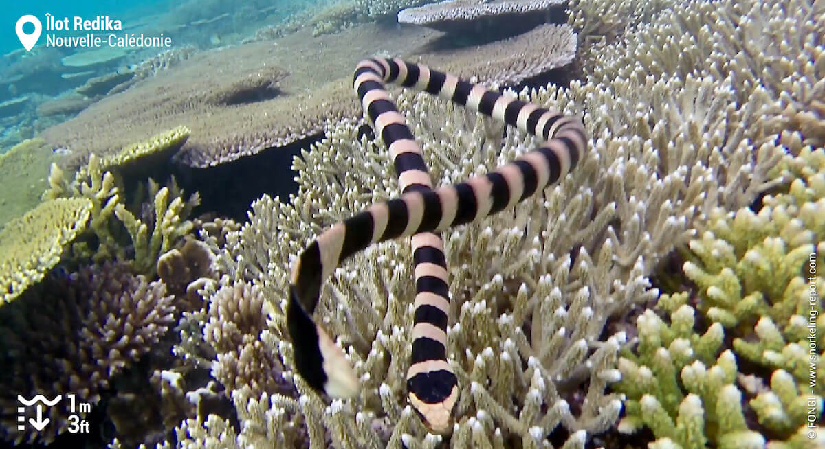 Tricot rayé rencontré en snorkeling à l'Îlot Redika