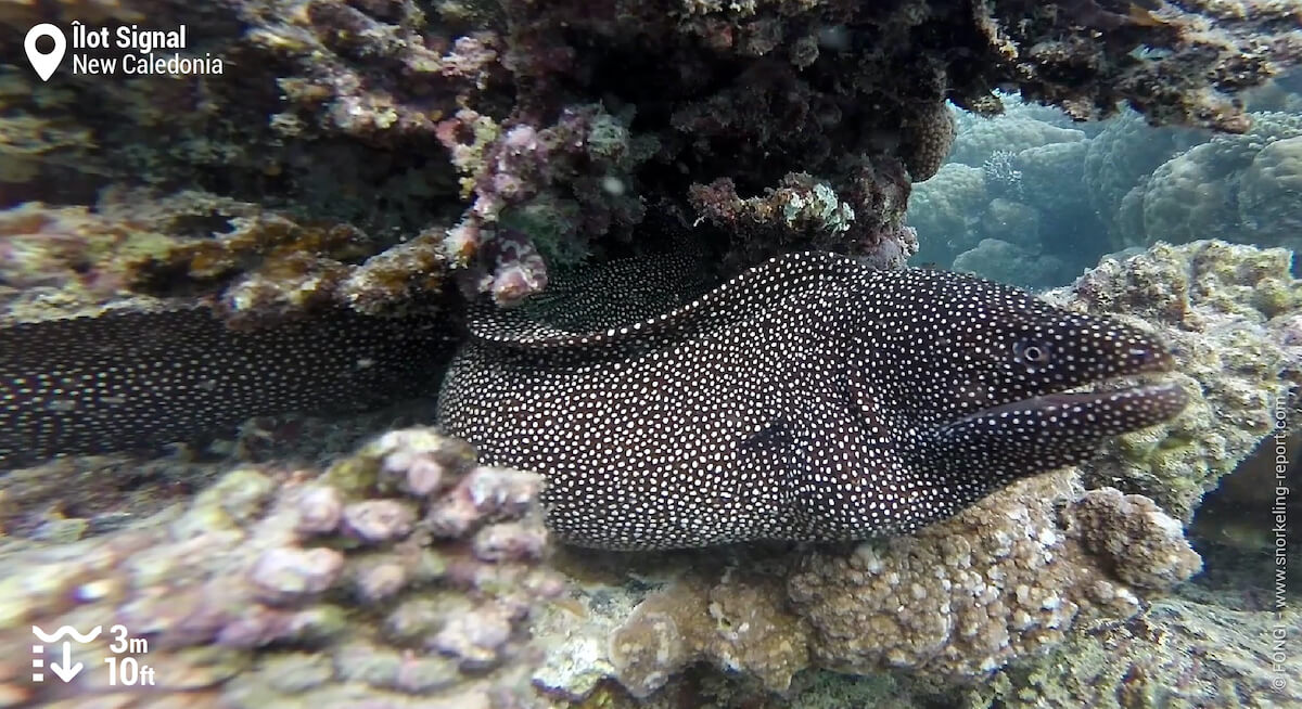 Turkey moray eel at Signal Island