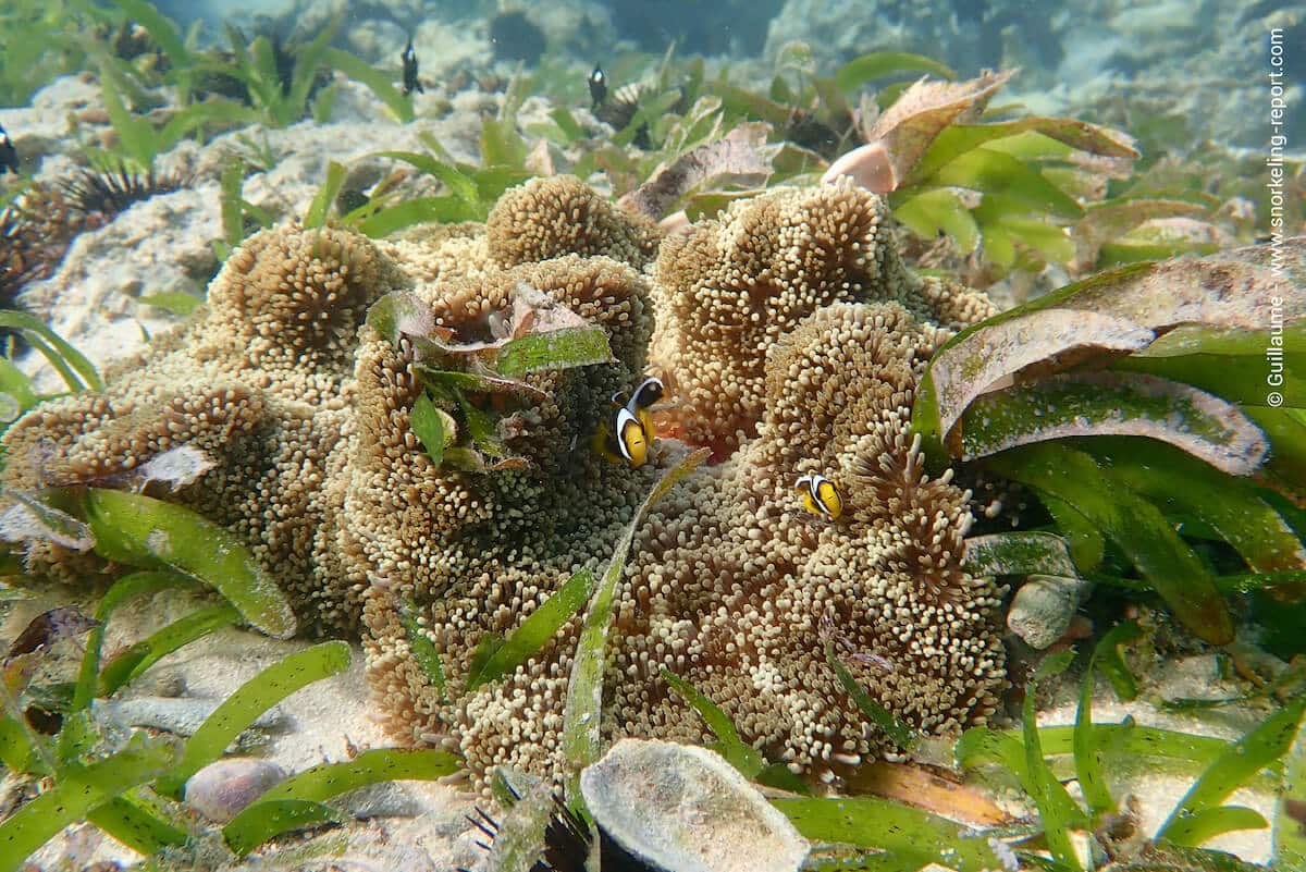 Twobar anemonefish