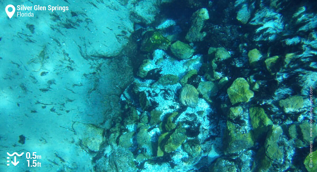 Underwater view of Silver Glen Springs