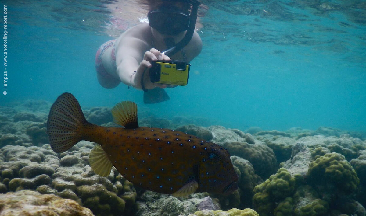 A snorkeler takes a picture of a yellow boxfish in Maldives