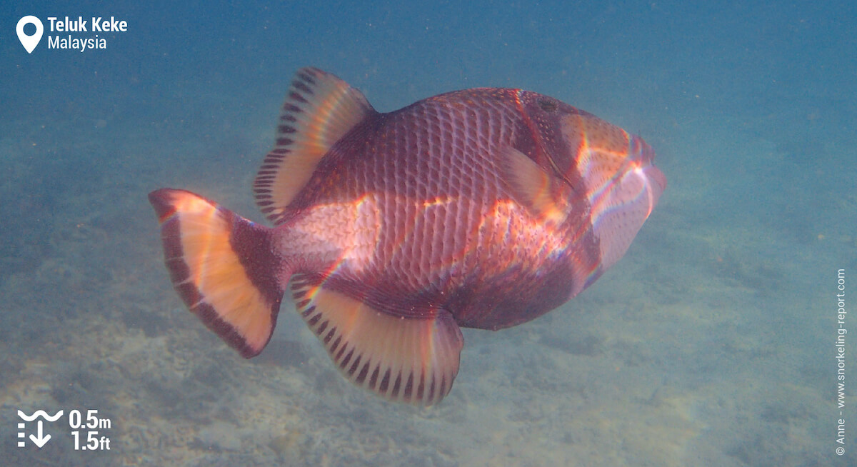 Titan triggerfish