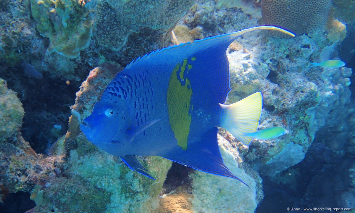 Arabian angelfish at Ras Um Sid