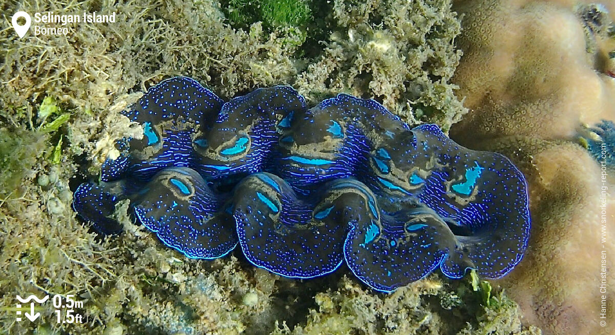 Boring clam in Selingan Island