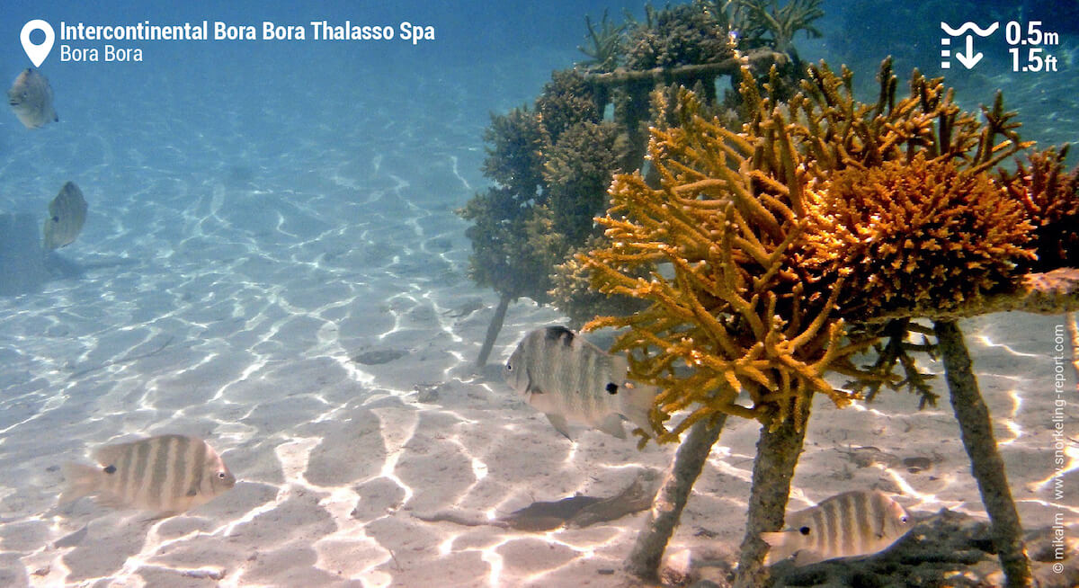 Coral cuttings in Intercontinental Bora Bora lagoon