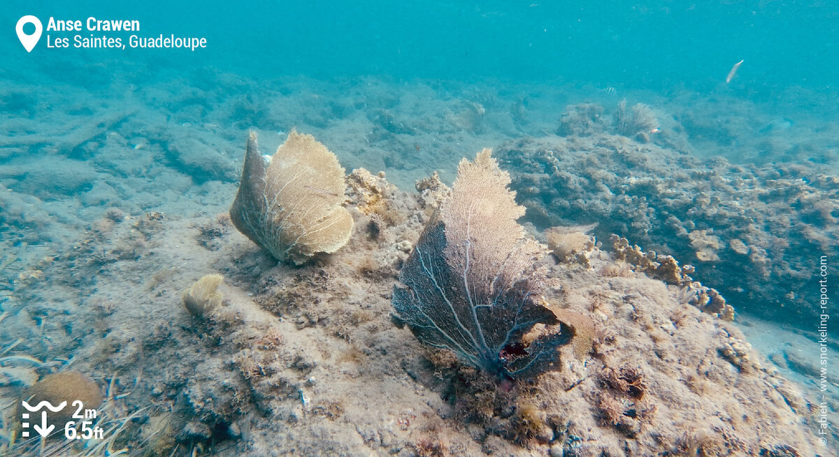 Coral reef at Anse Crawen