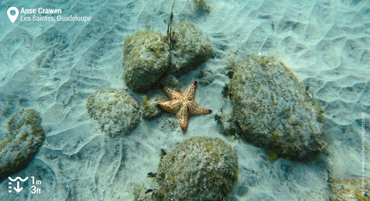 Cushion sea star at Anse Crawen