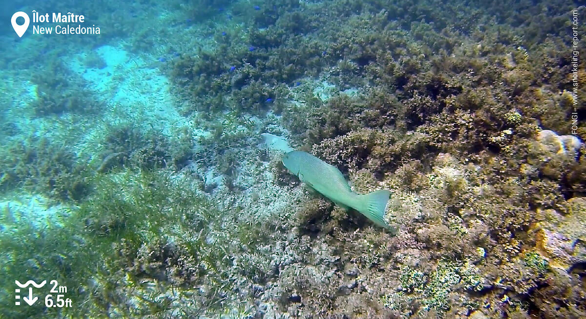 Coral grouper at Ilot Maitre