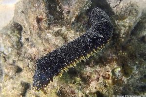 Holothuria coluber