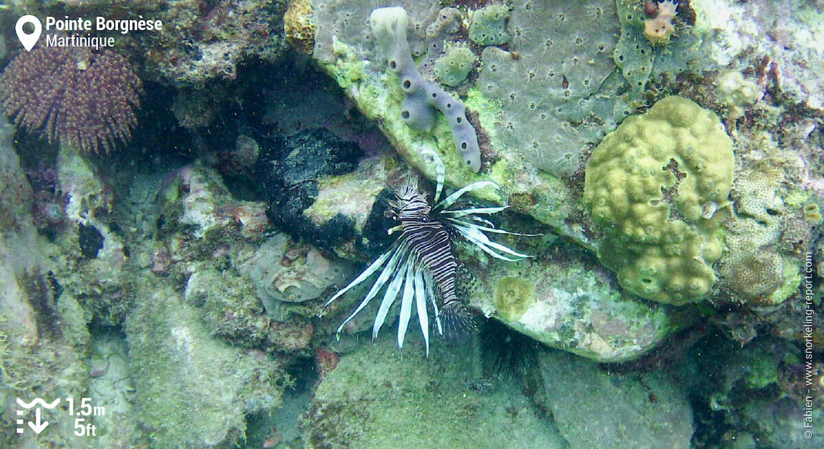 Lionfish at Pointe Borgnèse