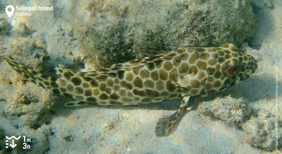 Longfin grouper in Selingan Island