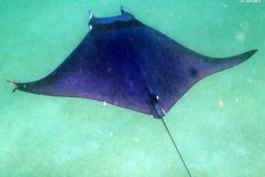 Mobula japanica