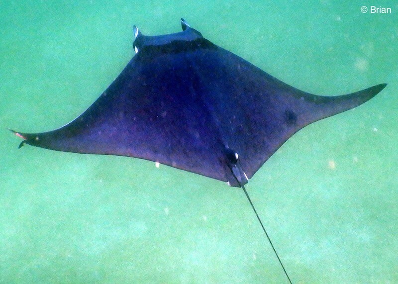 Mobula japanica