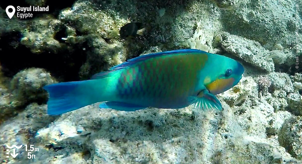 Poisson-perroquet brûlé à Suyul Island