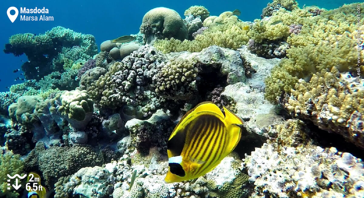 Red Sea raccoon butterflyfish at Masdoda