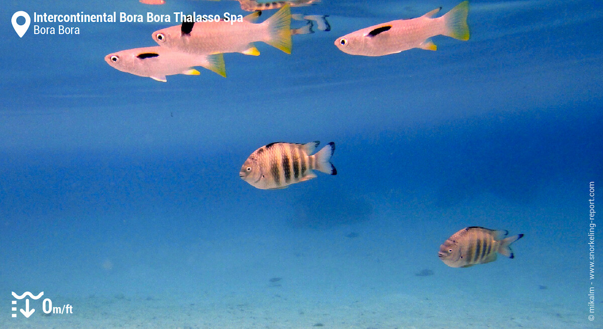 Reef fish in Bora Bora